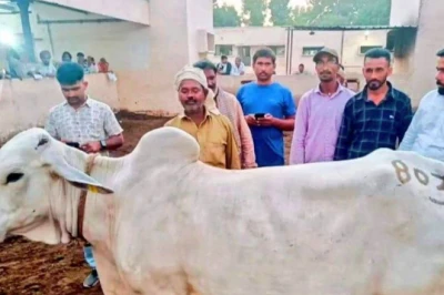 थारपारकर गाय बनी पशुपालकों की पहली पसंद, रोज देती है 12-15 लीटर दूध, सेहत और कमाई दोनों में अव्वल