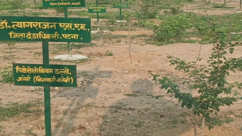 गया की निराली 'मंथन वाटिका': हर पौधे पर दर्ज है किसी IAS अधिकारी का नाम, जानें वजह