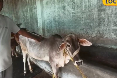 थारपारकर गाय बनी पशुपालकों की पहली पसंद, रोज देती है 12-15 लीटर दूध, सेहत और कमाई दोनों में अव्वल