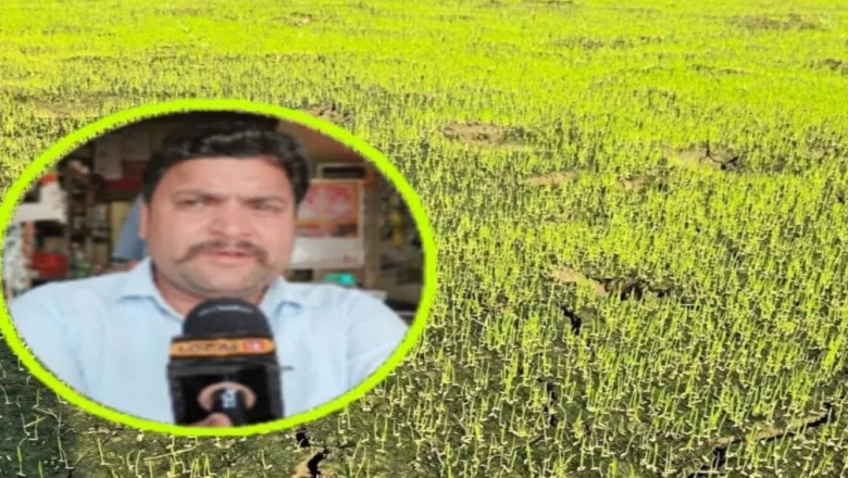 धान की नर्सरी में अपनाएं ये खास तरीका, मजबूत पौध और बंपर पैदावार के साथ शानदार होगा बीजों का अंकुरण