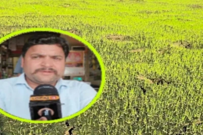 धान की नर्सरी में अपनाएं ये खास तरीका, मजबूत पौध और बंपर पैदावार के साथ शानदार होगा बीजों का अंकुरण