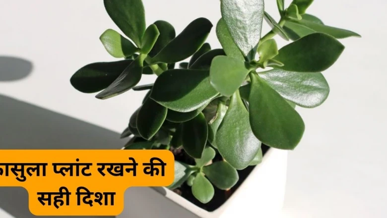 धन को आकर्षित करने वाला 'मनी मैग्नेट' इनडोर पौधा, करियर और कारोबार के लिए शुभ, सही दिशा में रखने से बढ़ेगी समृद्धि