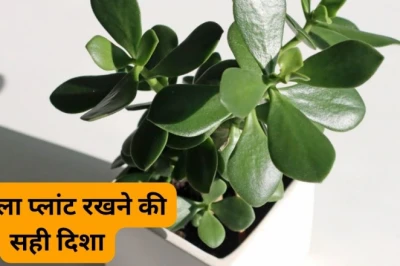 धन को आकर्षित करने वाला 'मनी मैग्नेट' इनडोर पौधा, करियर और कारोबार के लिए शुभ, सही दिशा में रखने से बढ़ेगी समृद्धि
