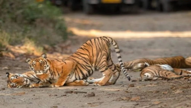 कॉर्बेट का कौन सा सफारी जोन है बाघ दिखने में सबसे आगे? बुकिंग, रूट और सफर की पूरी गाइड