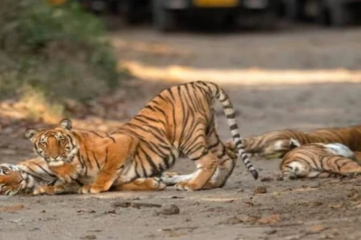 कॉर्बेट का कौन सा सफारी जोन है बाघ दिखने में सबसे आगे? बुकिंग, रूट और सफर की पूरी गाइड