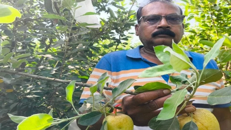 लखीमपुर खीरी के किसान धीरेंद्र मौर्य का कमाल, यूपी की भीषण गर्मी में भी झूम रहे सेब के पेड़
