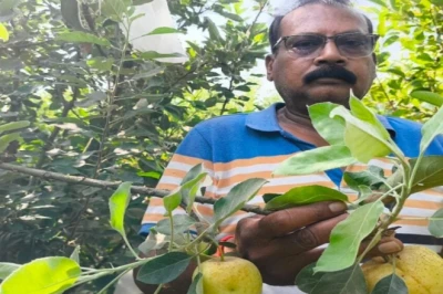 लखीमपुर खीरी के किसान धीरेंद्र मौर्य का कमाल, यूपी की भीषण गर्मी में भी झूम रहे सेब के पेड़