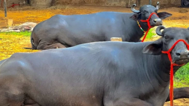 एमपी के पशुपालकों को सौगात: मुर्रा भैंस की खरीद पर सरकार दे रही अनुदान, जानें कैसे मिलेगा लाभ