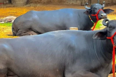एमपी के पशुपालकों को सौगात: मुर्रा भैंस की खरीद पर सरकार दे रही अनुदान, जानें कैसे मिलेगा लाभ