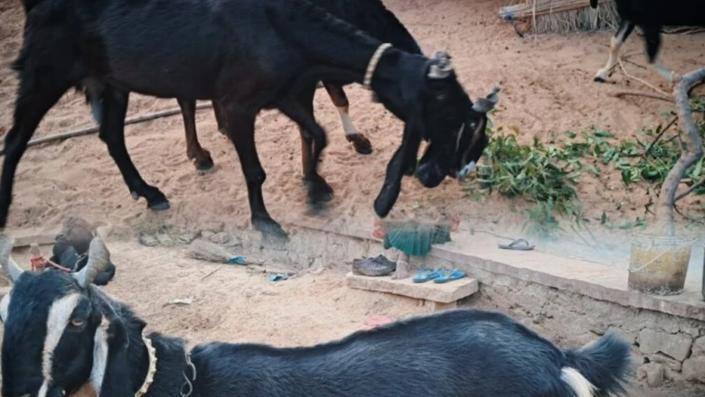 नौ माह में बाजार के लिए तैयार, साल में दो बार बच्चे; करौली नस्ल की बकरी बना रही राजस्थान के पशुपालकों को मालामाल