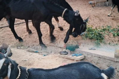 नौ माह में बाजार के लिए तैयार, साल में दो बार बच्चे; करौली नस्ल की बकरी बना रही राजस्थान के पशुपालकों को मालामाल