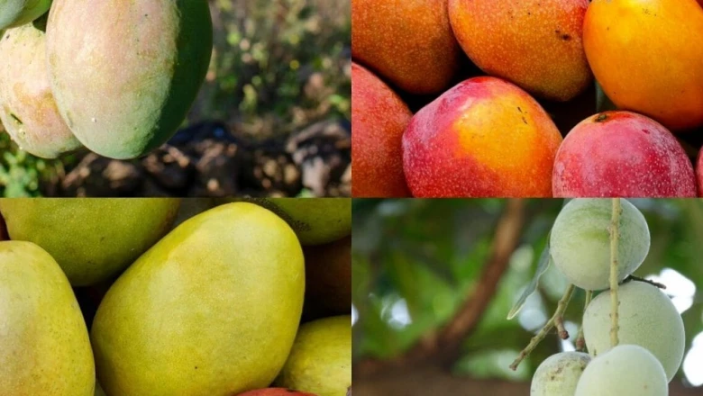 आम के दीवानों के लिए खास: भारत की ये हैं 5 सबसे बड़ी आम मंडियां, जहां सजता है किस्मों का मेला