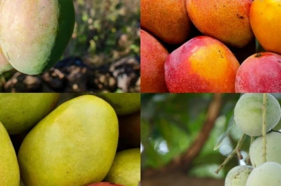 आम के दीवानों के लिए खास: भारत की ये हैं 5 सबसे बड़ी आम मंडियां, जहां सजता है किस्मों का मेला
