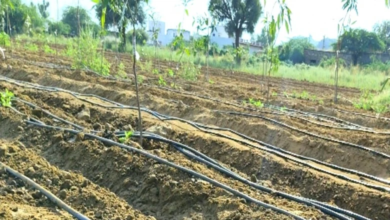 बागवानी खेती की तैयारी का सही मौसम, अभी से शुरू करें ये काम, फलदार बाग लगाकर कमाएं अच्छी आमदनी