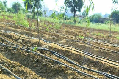 बागवानी खेती की तैयारी का सही मौसम, अभी से शुरू करें ये काम, फलदार बाग लगाकर कमाएं अच्छी आमदनी