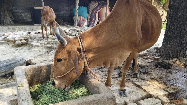पशुओं को हरी घास खिला रहे हैं? पहले जान लें ये अहम बातें, वरना बिगड़ सकती है सेहत