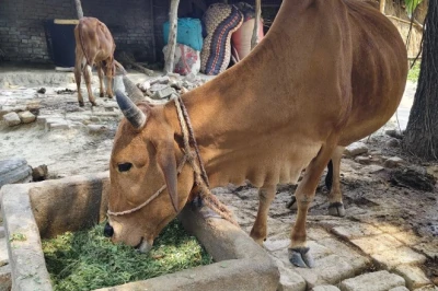 पशुओं को हरी घास खिला रहे हैं? पहले जान लें ये अहम बातें, वरना बिगड़ सकती है सेहत