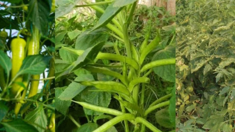 मानसून दिलाएगा खाली खेत से तगड़ी कमाई! इन सब्जियों की खेती से कम खर्च में मोटा मुनाफा