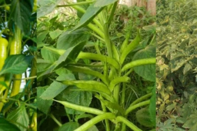 मानसून दिलाएगा खाली खेत से तगड़ी कमाई! इन सब्जियों की खेती से कम खर्च में मोटा मुनाफा
