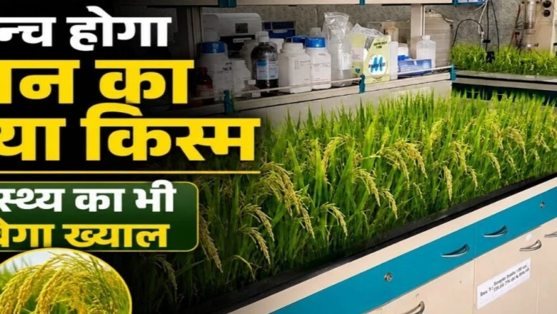 समस्तीपुर के वैज्ञानिकों ने तैयार किया जिंक से भरपूर 'सुपर राइस', पोषण के साथ किसानों को भी फायदा