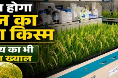 समस्तीपुर के वैज्ञानिकों ने तैयार किया जिंक से भरपूर 'सुपर राइस', पोषण के साथ किसानों को भी फायदा