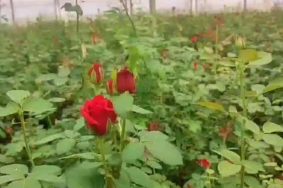 बस्तर के पूर्व सैनिक मूलचंद की गुलाब खेती: रोपाई के 45 दिन बाद उपज, चार साल तक मुनाफा