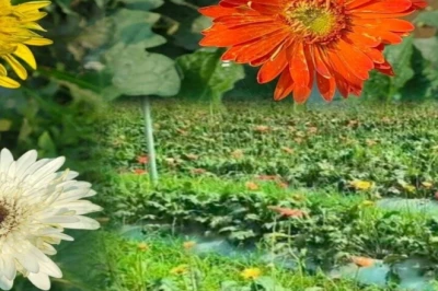 जरबेरा फूल की खेती ने संवारी कोडरमा के किसान की तकदीर, हर महीने हो रही 30 हजार की कमाई