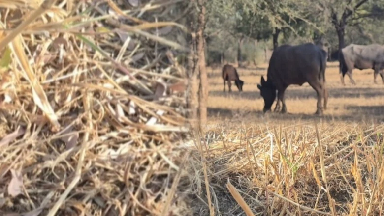 45 डिग्री की भीषण तपिश में भी हरी-भरी रहती है यह घास, जालौर के किसानों-पशुपालकों का बनी सहारा