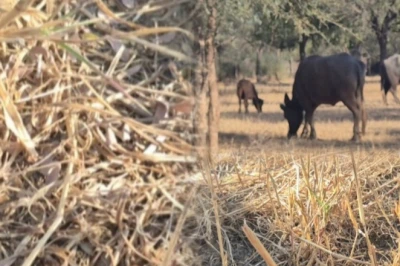 45 डिग्री की भीषण तपिश में भी हरी-भरी रहती है यह घास, जालौर के किसानों-पशुपालकों का बनी सहारा