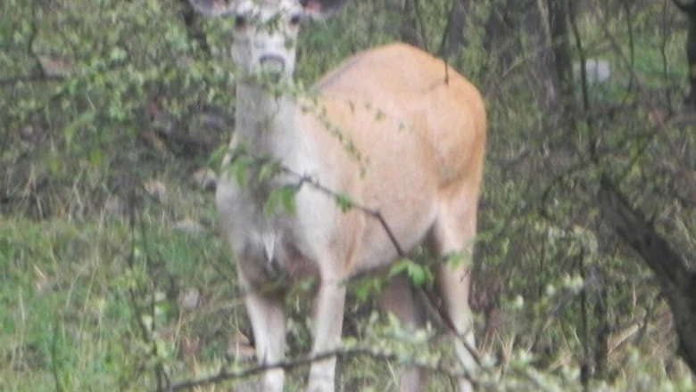 सरिस्का में पहली बार दिखा दुर्लभ गोल्डन सांभर, वन्यजीव प्रेमियों में उत्साह