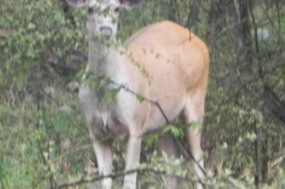 सरिस्का में पहली बार दिखा दुर्लभ गोल्डन सांभर, वन्यजीव प्रेमियों में उत्साह