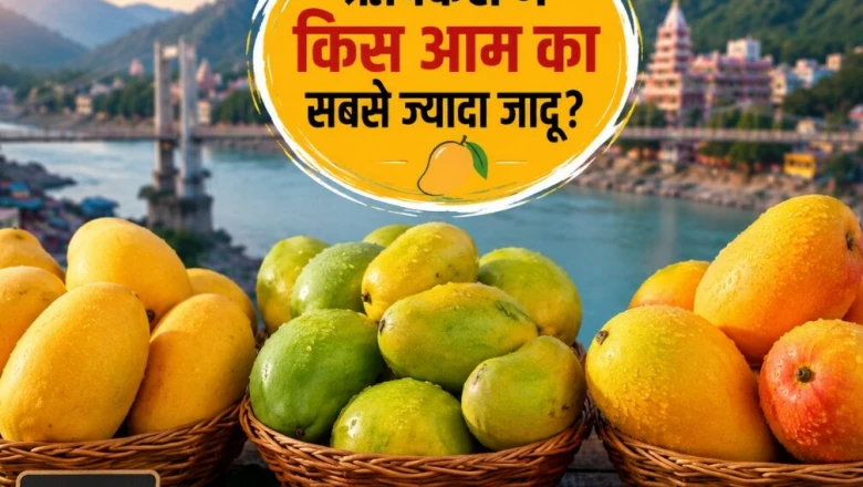 ऋषिकेश में आमों की बहार: दशहरी और चौसा की सबसे ज्यादा धूम, जानें कौन बिक रहा 1400 रुपये किलो