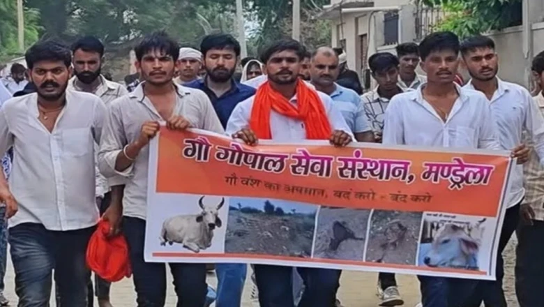 झुंझुनूं के युवाओं की अनूठी गौसेवा, 700 से ज्यादा गौवंश का उपचार कर खड़ा किया गौ चिकित्सालय