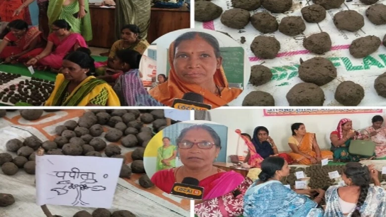 बालोद में स्व-सहायता समूह की महिलाएं बीज उपचार से तैयार कर रहीं पौधे, जानें नारियल से लेकर पपीता तक के दाम