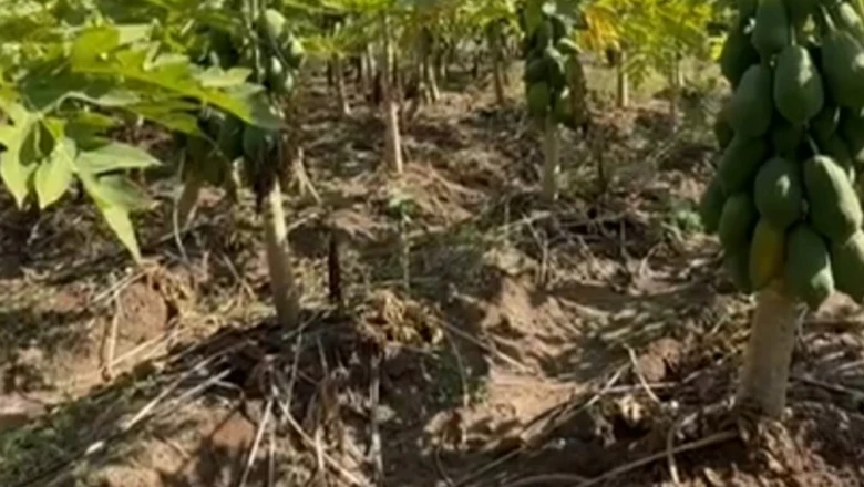 मानसून आने से पहले करा लें फसल का बीमा, वरना एक झटके में बेकार हो सकती है सालभर की मेहनत