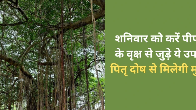 पितृ दोष मुक्ति उपाय: शनिवार को पीपल से जुड़े ये 4 काम करें, पितरों की कृपा से चमकेगा भाग्य