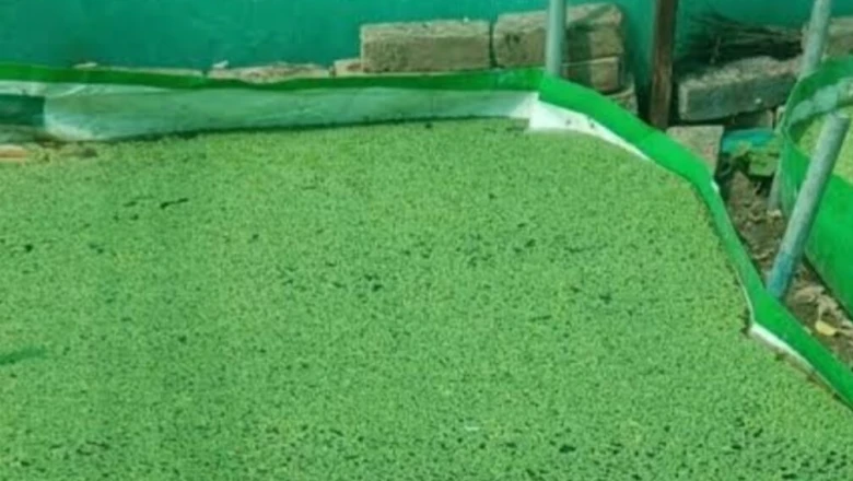 यूरिया का खर्च आधा! धान के खेत में फैला दें अजोला की हरी चादर, बढ़ेगी पैदावार और घटेगा खरपतवार