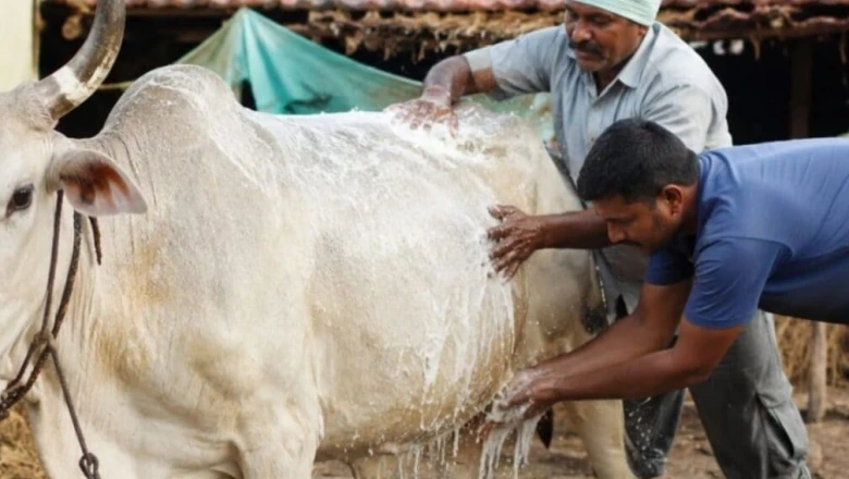 बरसात में पशुओं पर मंडराया बीमारियों का खतरा: गलाघोटू से 24 घंटे में मौत, लंगड़ा बुखार और खुरपका-मुंहपका भी घातक; जानिए लक्षण और बचाव