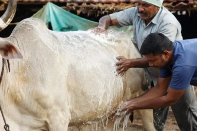बरसात में पशुओं पर मंडराया बीमारियों का खतरा: गलाघोटू से 24 घंटे में मौत, लंगड़ा बुखार और खुरपका-मुंहपका भी घातक; जानिए लक्षण और बचाव
