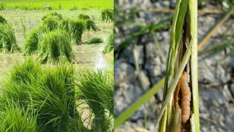 धान की फसल का बड़ा दुश्मन तना छेदक, खेत में दिखते ही करें ये उपाय वरना उठाना पड़ेगा नुकसान