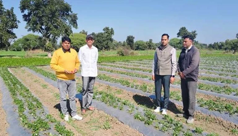 खेत में उगेगा 'लाल सोना'! परंपरागत खेती छोड़ युवा किसान सुनीश कुमार ने अपनाई तीखी मिर्च का अनोखा प्रयोग