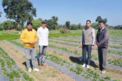 खेत में उगेगा 'लाल सोना'! परंपरागत खेती छोड़ युवा किसान सुनीश कुमार ने अपनाई तीखी मिर्च का अनोखा प्रयोग