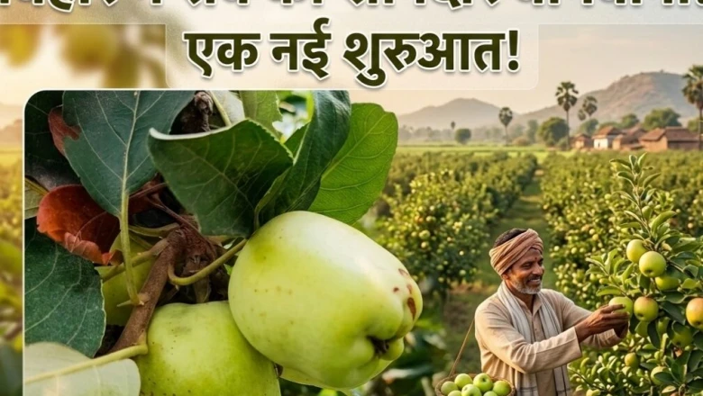 बिहार की भीषण गर्मी में लहलहा रहे पहाड़ी जैसे लाल रसीले सेब, चंपारण के किसान की मेहनत रंग लाई, मिल रहा मनचाहा दाम