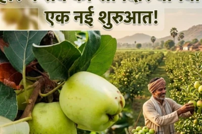 बिहार की भीषण गर्मी में लहलहा रहे पहाड़ी जैसे लाल रसीले सेब, चंपारण के किसान की मेहनत रंग लाई, मिल रहा मनचाहा दाम