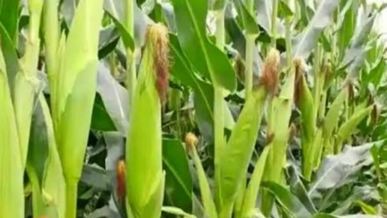 मक्के की बुआई से पहले करें बीज उपचार, बढ़ेगी पैदावार — सुनिए पलामू के कृषि वैज्ञानिक की राय
