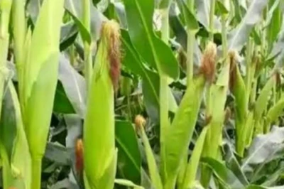 मक्के की बुआई से पहले करें बीज उपचार, बढ़ेगी पैदावार — सुनिए पलामू के कृषि वैज्ञानिक की राय