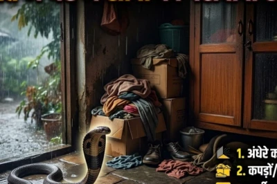 मॉनसून के साथ लौट रहा है सांपों का सक्रिय मौसम, घरों में घुसपैठ से पहले इन जगहों पर रखें नजर और जानें बचाव के तरीके