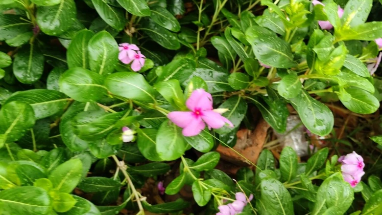 गुलाबी फूलों वाला सदाबहार पौधा है औषधीय गुणों की खान, डायबिटीज और बीपी पर रखता है काबू