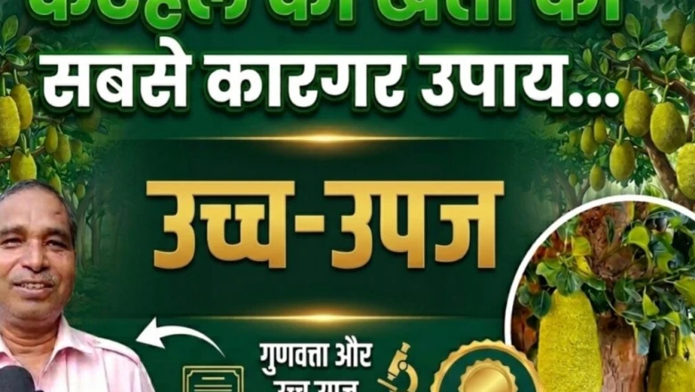 कटहल किसानों के लिए हरा खजाना, सही प्रजाति और देखभाल से साधारण पेड़ भी देगा बंपर पैदावार