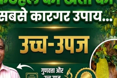 कटहल किसानों के लिए हरा खजाना, सही प्रजाति और देखभाल से साधारण पेड़ भी देगा बंपर पैदावार